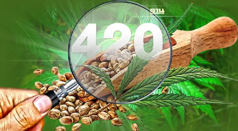 รู้จัก รหัส 420 ในตำนานปฐมบทวัฒนธรรม "กัญชา" โลก รู้จัก รหัส 420 ในตำนานปฐมบทวัฒนธรรม "กัญชา" โลก