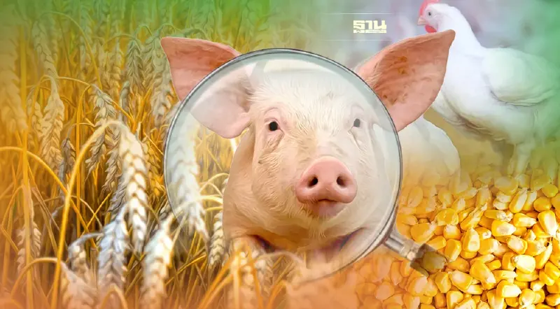 ภาคปศุสัตว์นับถอยหลัง สต๊อกข้าวโพดเหือด โวยรัฐแก้ปัญหาอืด มาตรการไปไม่สุด