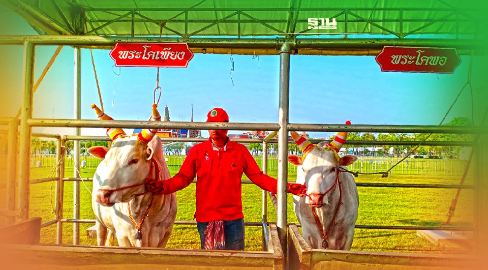 .เปิดตัว พระโคพอ- พระโคเพียง เสี่ยงทายวันพืชมงคล 2565.