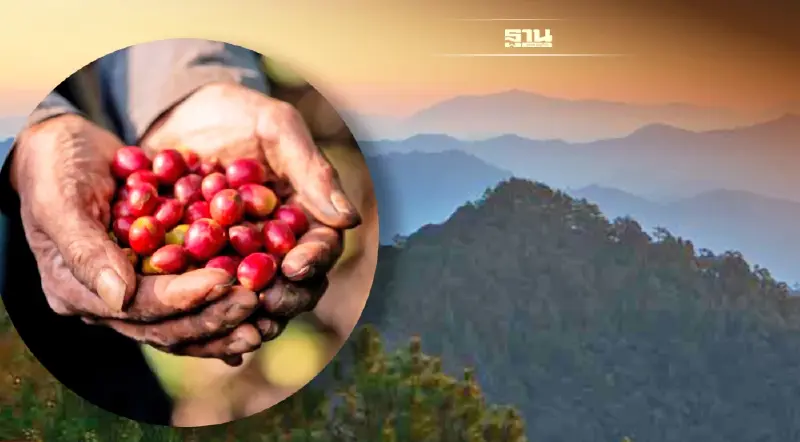 “ปันรักษ์” คาเฟ่ กาแฟจากดอยสามหมื่น ที่ให้ “คนและป่า”เติบโตไปด้วยกัน