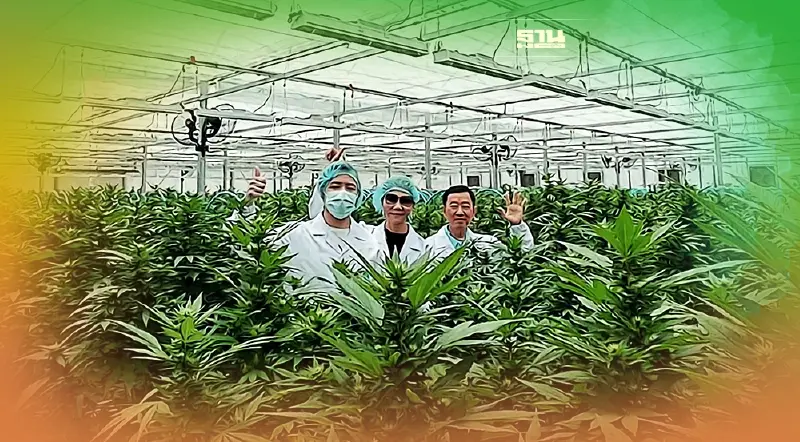 GUNKUL  เตรียมตัด "ดอกกัญชง" ล็อตแรกพร้อมรับรู้รายได้ทันที Q2