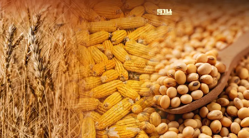 อัดพาณิชย์ล้มเหลว แก้ปัญหาวัตถุดิบ “อาหารสัตว์” หมดหวัง ดิ้นหาทางออกเอง