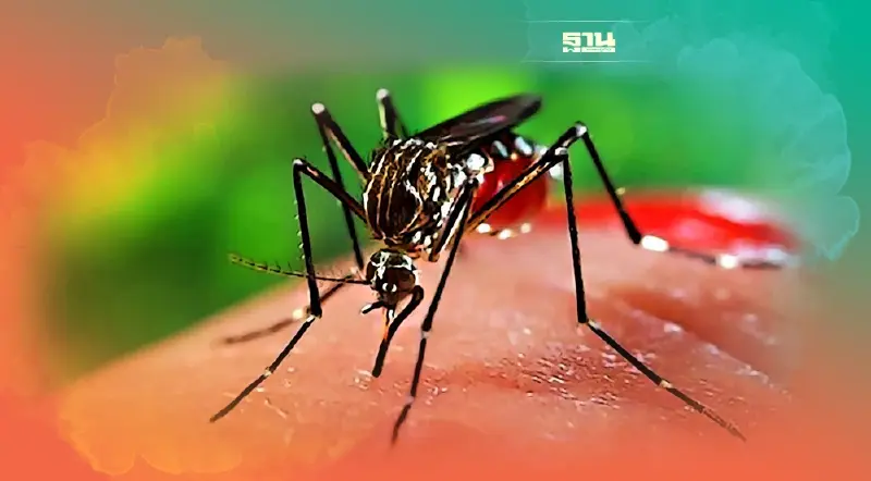 โรคมาลาเรีย วิธีป้องกัน รู้จักโรคร้ายที่คร่าชีวิตคนทั่วโลกปีละ 1 ล้านคน