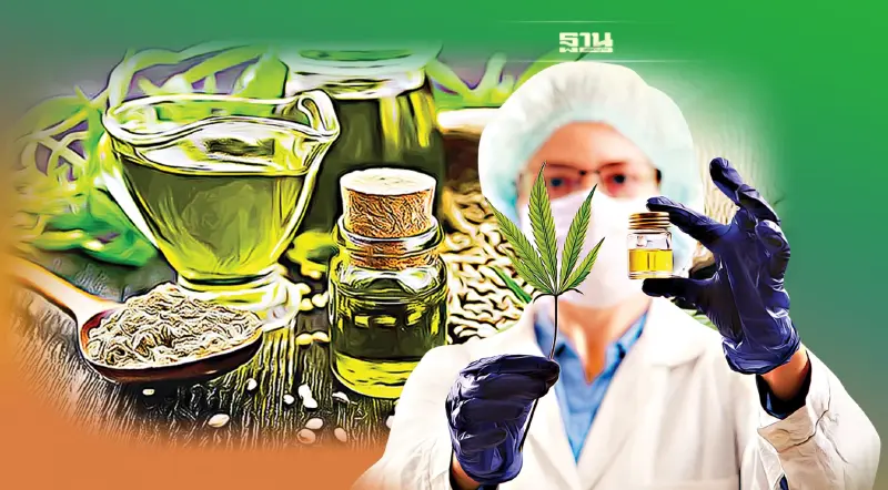 “สมาคมปลูกกัญชาฯ” วอนรัฐปลดล็อกกฎหมายทำเมล็ดพันธุ์กัญชา รุกอุตสาหกรรม