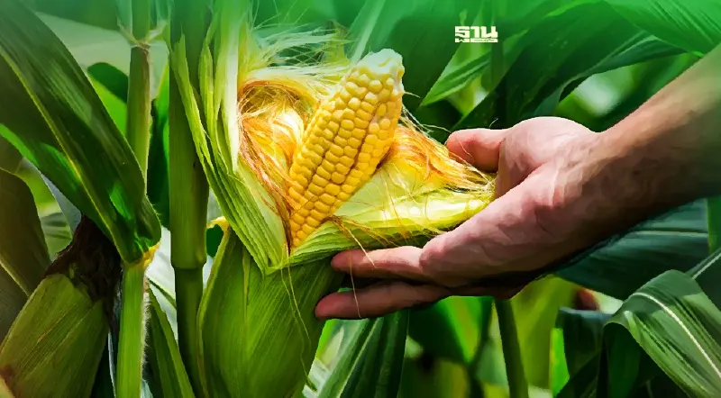 ประกันรายได้ข้าวโพด ไม่จ่ายส่วนต่างงวดที่6 หลังราคาพุ่ง