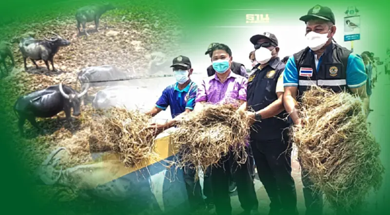 “เฉลิมชัย” สั่งลุยแจกหญ้าพระราชทานช่วยเหลือควาย 4 พันตัว “เฉลิมชัย” สั่งลุยแจกหญ้าพระราชทานช่วยเหลือควาย 4 พันตัว