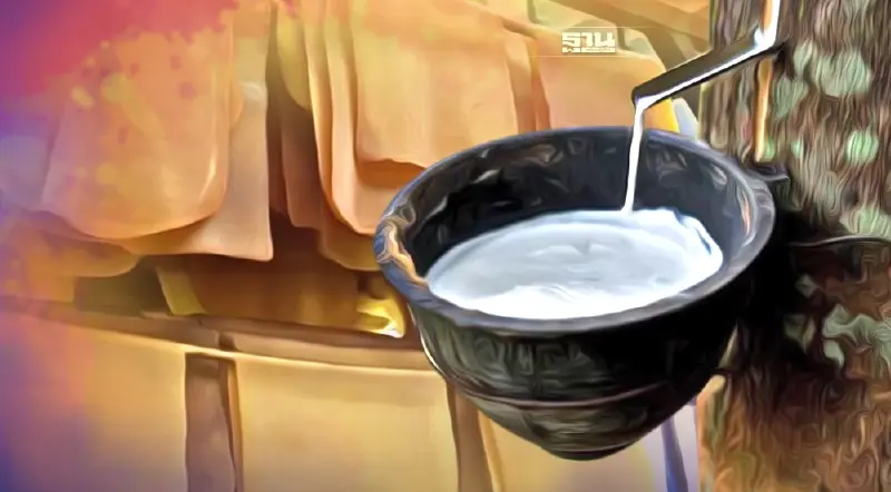 สงกรานต์ ราคายางพารายังมีเสถียรภาพ กยท.ไม่หวั่นโรงงานใหญ่หยุดซื้อน้ำยาง