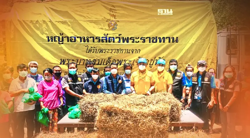 มอบหญ้าอาหารสัตว์พระราชทานช่วยเกษตรกรที่ได้รับผลกระทบน้ำท่วม