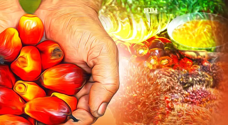 ราคาปาล์มวันนี้(25 พ.ค.)ขยับเพิ่มอีก 10 สตางค์ต่อกิโลเพิ่มขึ้นเป็นวันที่ 2