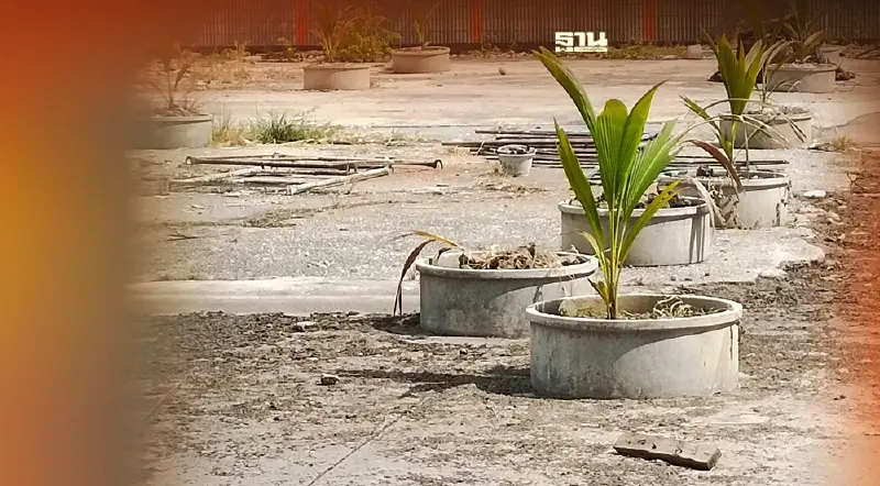 พิษภาษีที่ดิน โผล่อีก! สวนมะพร้าวในบ่อซีเมนต์ ใกล้ห้างเดอะมอลล์บางแค