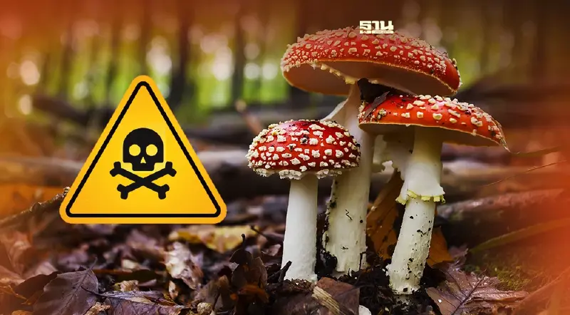 "วิธีดูเห็ดพิษ"  เห็ดป่าไม่รู้ชนิด  แพทย์เตือนเห็ดที่เกิดธรรมชาติมีพิษแรง