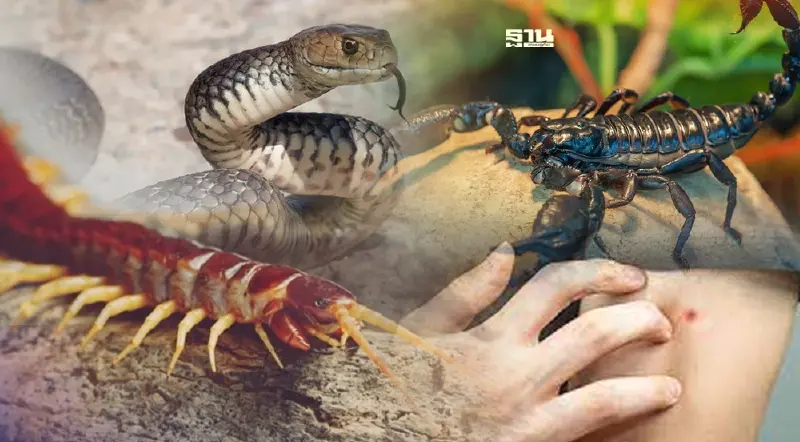 รู้ไว้ 4 แมลงมีพิษช่วงหน้าฝน กรมอนามัย แนะ วิธีปฐมพยาบาลเบื้องต้น