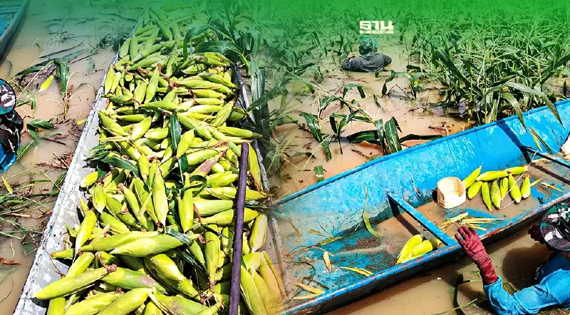 ชาวไร่ ”เชียงราย” เกี่ยวข้าวโพดหนีน้ำ (คลิป)