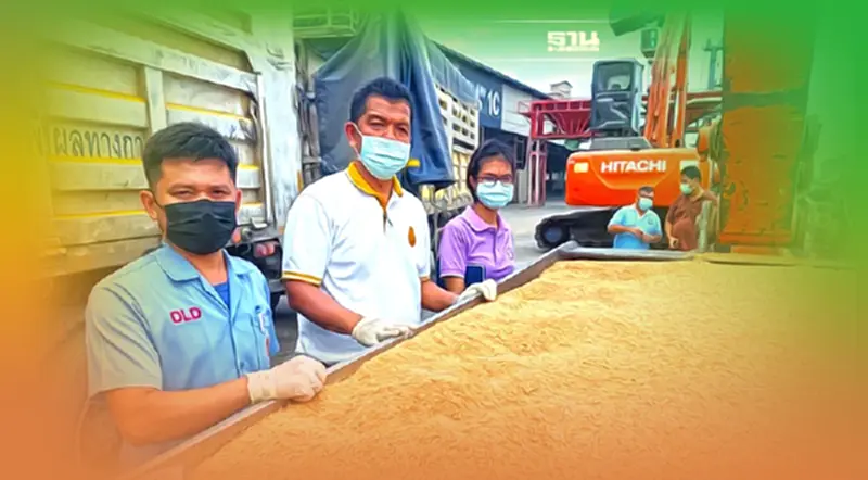 “ปศุสัตว์”ลุยตรวจสอบข้าวสาลีเลี้ยงสัตว์ นำเข้า ต้องได้ มาตรฐานตาม กฎหมาย “ปศุสัตว์”ลุยตรวจสอบข้าวสาลีเลี้ยงสัตว์ นำเข้า ต้องได้ มาตรฐานตาม กฎหมาย
