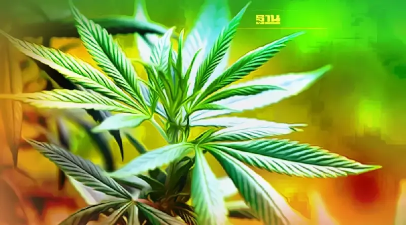 คำถามที่พบบ่อยหลังปลดล็อกกัญชา กัญชง ออกจากยาเสพติด  มัดรวมแล้วที่นี่