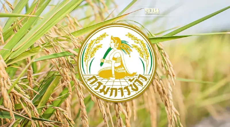 กรมการข้าว  เปิดไทม์ไลน์ รับรอง 4 พันธุ์ข้าวใหม่ เดือน พ.ค.