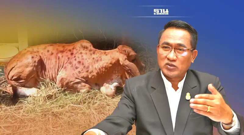 ให้ผู้ว่าฯ ประกาศสิ้นสุดโรค หากไม่พบ "ลัมปิ สกิน"  เกิน 60 วัน