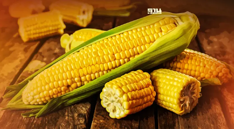 ครม. ทุ่ม 224 ล้านบาท ประกันภัยข้าวโพดเลี้ยงสัตว์ปี 65  