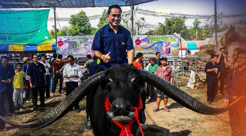 รู้ยัง 14 พ.ค. เป็น “วันอนุรักษ์ควายไทย”