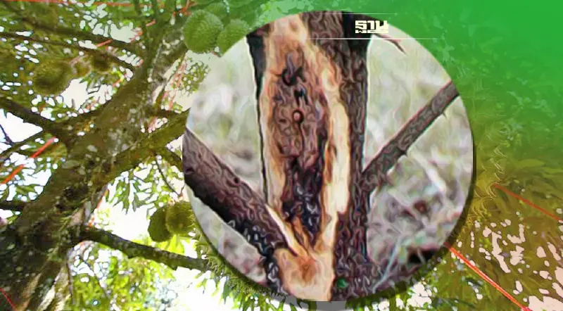 ทุเรียนรากเน่าโคนเน่าผลเน่า โรคที่มากับฝนชุก-อากาศร้อนชื้น