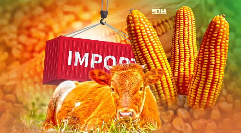 ครม.เว้นภาษี-เพิ่มโควตานำเข้าข้าวโพดเลี้ยงสัตว์ 3 เดือน ลดต้นทุนเกษตรกร