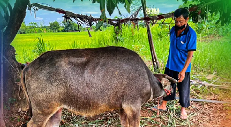 เตือนภัยโรคไข้สามวันระบาดหนักในช่วงฤดูฝน เตือนภัยโรคไข้สามวันระบาดหนักในช่วงฤดูฝน