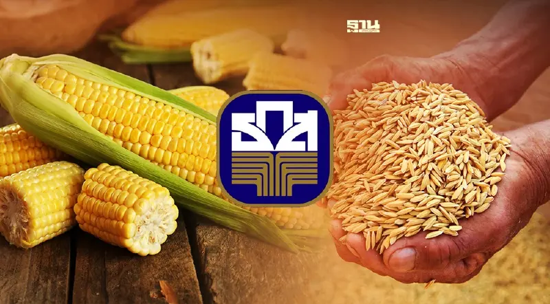 เริ่มแล้ว! ธ.ก.ส. เปิดทำประกันข้าวนาปี-ข้าวโพดเลี้ยงสัตว์ ปีผลิต 65