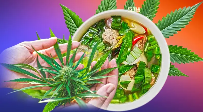 เจาะ ร่างพ.ร.บ.กัญชา ฉบับใหม่ ผลิตต้องขออนุญาต ใช้ใส่แกงต้องจดแจ้ง