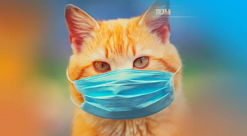 แมว-หมาติดโควิดได้ไหม แพร่เชื้อต่อได้หรือไม่ ต้องปฏิบัติตัวยังไง อ่านเลย