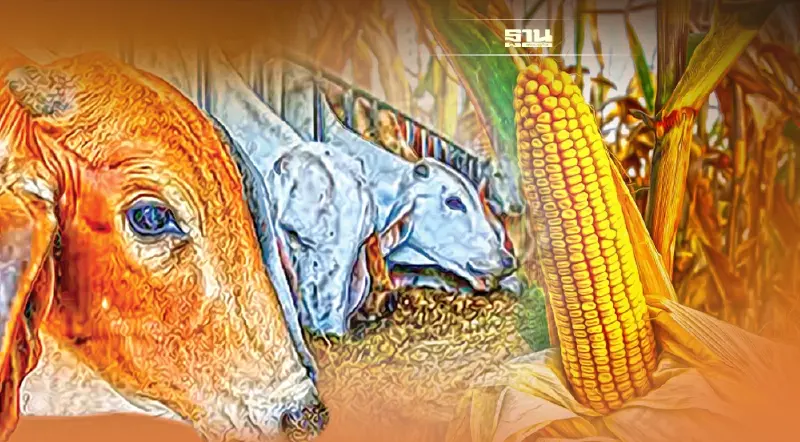 พาณิชย์ เคาะผ่อนปรนมาตรการนำเข้าข้าวโพดสัตว์เลี้ยง3เดือน