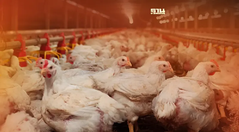 ไก่ไทยผ่านการประเมินส่งออก เกาหลี ต่อเนื่อง ไก่ไทยผ่านการประเมินส่งออก เกาหลี ต่อเนื่อง