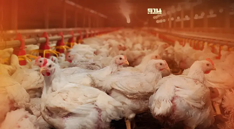 ไก่ไทยผ่านการประเมินส่งออก เกาหลี ต่อเนื่อง