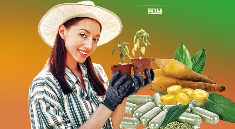 สมุนไพร 5 หมื่นล้านคึกคัก รัฐไฟเขียวเพิ่มบัญชียาหลัก