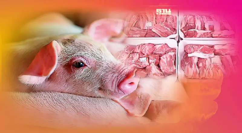 วอนรัฐใส่ใจป้องกันโรค ก่อนตรวจฟาร์มหมู จี้เร่งกวาดล้าง "ลักลอบนำเข้า" วอนรัฐใส่ใจป้องกันโรค ก่อนตรวจฟาร์มหมู จี้เร่งกวาดล้าง "ลักลอบนำเข้า"