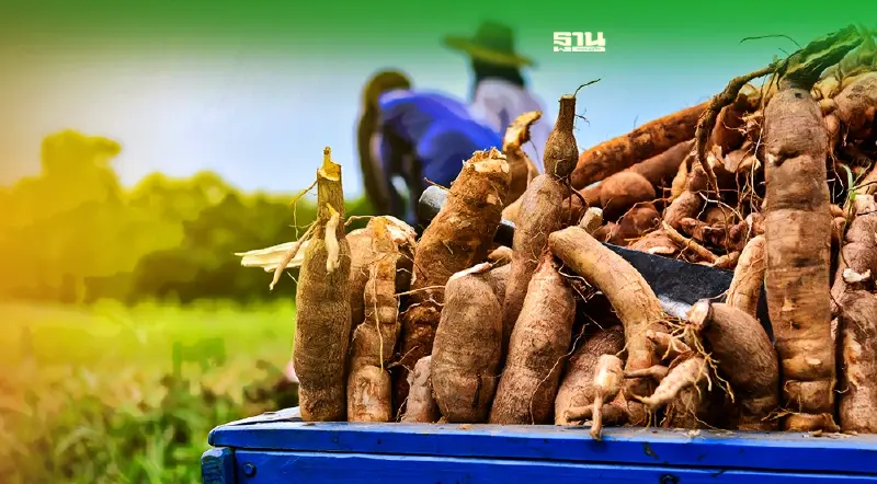 ครม.ปรับเงื่อนไข "ประกันรายได้มันสำปะหลัง" ปี63/64 ให้ได้รับเงินชดเชย