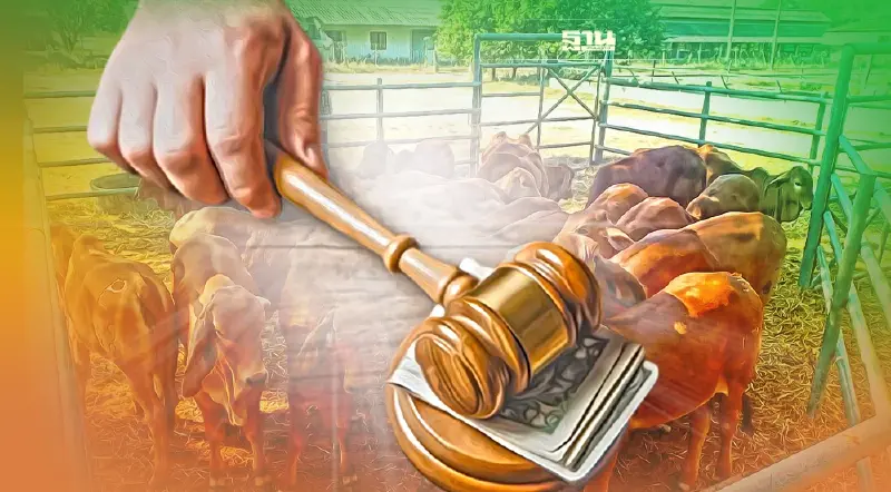 ปศุสัตว์ ชวนประมูล “โคเนื้อพันธุ์บราห์มัน-โคพันธุ์ซาฮิวาล”