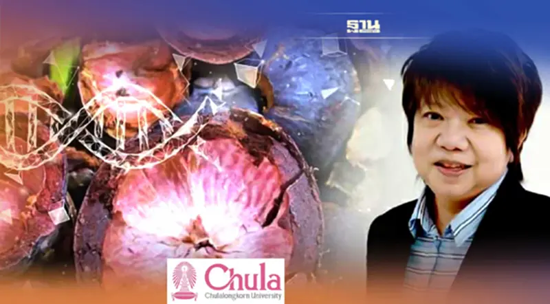 สัตวแพทย์จุฬาฯ จำลองสารเลียนแบบเปลือกมังคุด รักษาอาการอักเสบในคน-สัตว์ สัตวแพทย์จุฬาฯ จำลองสารเลียนแบบเปลือกมังคุด รักษาอาการอักเสบในคน-สัตว์