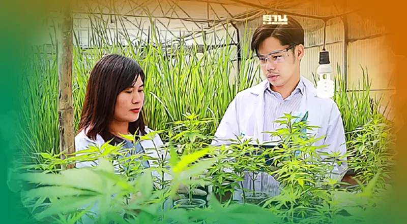 ม.พายัพ เปิดหลักสูตรใหม่ ปริญญาเอก “กัญชาศาสตร์และพืชสมุนไพรฯ” ดูเงื่อนไข ม.พายัพ เปิดหลักสูตรใหม่ ปริญญาเอก “กัญชาศาสตร์และพืชสมุนไพรฯ” ดูเงื่อนไข