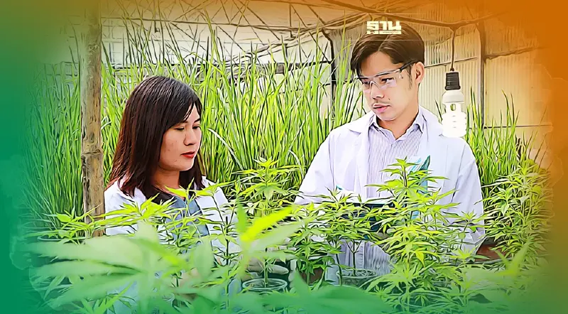 ม.พายัพ เปิดหลักสูตรใหม่ ปริญญาเอก “กัญชาศาสตร์และพืชสมุนไพรฯ” ดูเงื่อนไข