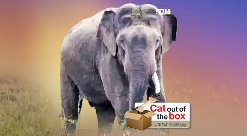 ช้าง งาเดียว