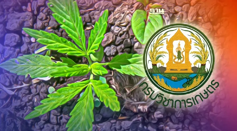 กรมวิชาการเกษตร เปิดจุดรับต้นกล้า "กัญชา กัญชง" ทั่วประเทศ อยากรู้ดูเลย