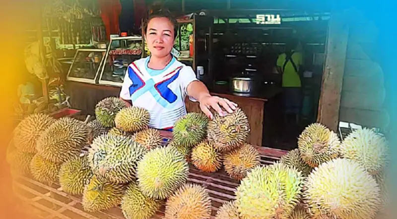 "ทุเรียนเปิ่งเคลิ่ง" ของดีอุ้มผาง "เกษตรกร"ปวดหัว พ่อค้าสั่งแล้วไม่มารับ "ทุเรียนเปิ่งเคลิ่ง" ของดีอุ้มผาง "เกษตรกร"ปวดหัว พ่อค้าสั่งแล้วไม่มารับ