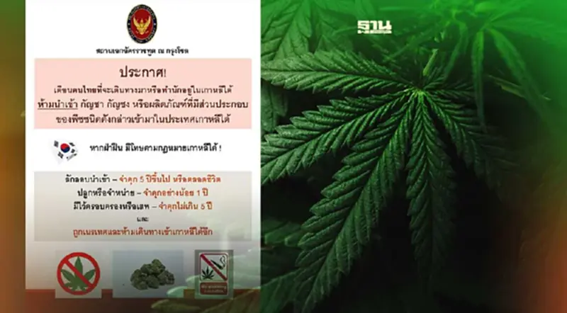 เตือนคนไทยอย่านำกัญชา-กัญชง เข้าเกาหลีใต้ ฝ่าฝืนจำคุกสูงสุดตลอดชีวิต เตือนคนไทยอย่านำกัญชา-กัญชง เข้าเกาหลีใต้ ฝ่าฝืนจำคุกสูงสุดตลอดชีวิต