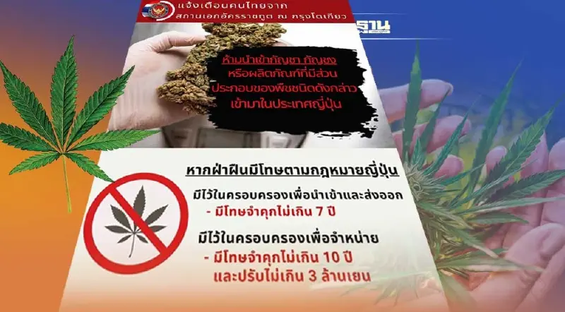 เตือนคนไทย ห้ามนำ"กัญชา กัญชง"เข้าญี่ปุ่น ฝ่าฝืนมีโทษตามกฎหมาย