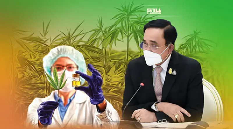 รัฐบาลคุมเข้มการใช้กัญชา ย้ำปลดล็อกเพื่อการแพทย์-เศรษฐกิจ รัฐบาลคุมเข้มการใช้กัญชา ย้ำปลดล็อกเพื่อการแพทย์-เศรษฐกิจ