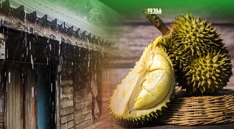 ฝนเร็วปีนี้ผลไม้ใต้มีน้อยราคาดี เริ่มแล้ว"ชุมพร"ประเดิม"เทศกาลทุเรียน"