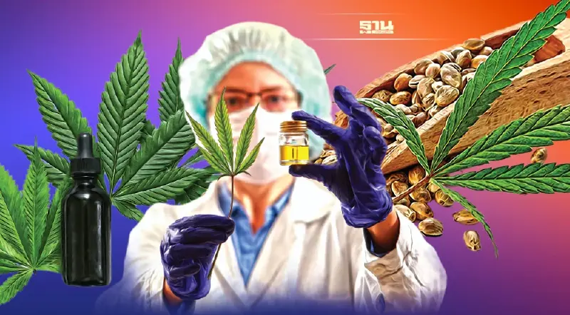 กัญชา จาก‘พืชเสพติด’ สู่‘พืชควบคุม’ ปลูก-ขาย เสรีจริงหรือ?