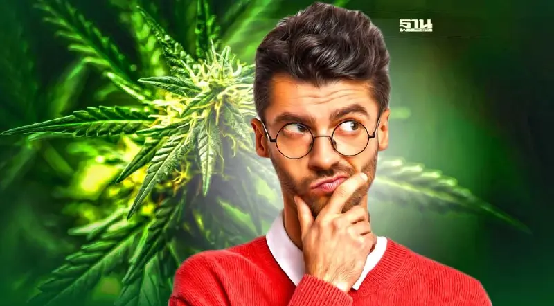 รู้จัก “สารในกัญชา” THC-CBD  ออกฤทธิ์ยังไง เหมือนหรือต่างกันอย่างไร