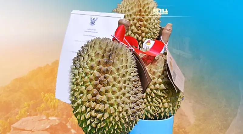 “ทุเรียนภูเขาไฟ”ของดีศรีสะเกษ พาณิชย์ดันขึ้นห้างสร้างรายได้ให้เกษตรกร “ทุเรียนภูเขาไฟ”ของดีศรีสะเกษ พาณิชย์ดันขึ้นห้างสร้างรายได้ให้เกษตรกร