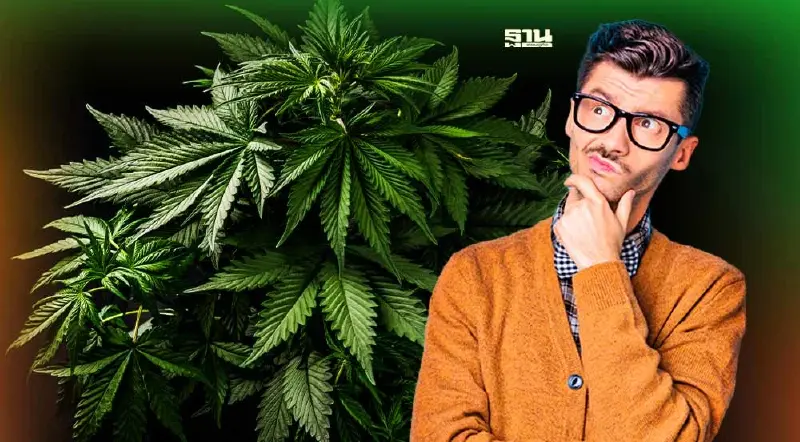 รู้จัก “สายพันธุ์กัญชา” ยอดนิยม ลักษณะ-คุณสมบัติ ต่างกันอย่างไร